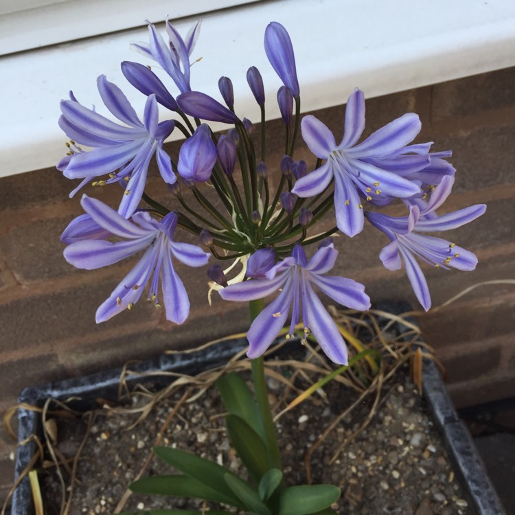 plant image 704239