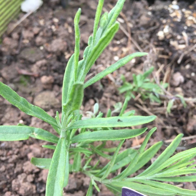Plant image Lavandula angustifolia 'Dow4' syn. Lavandula angustifolia 'Melissa Lilac'