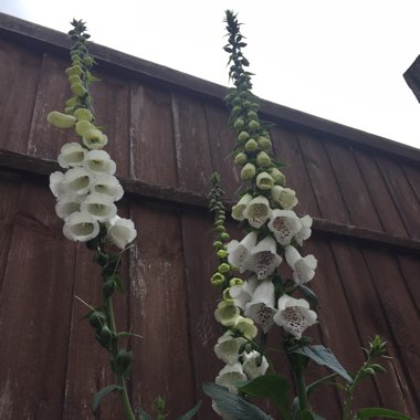 Foxglove Excelsior Hybrid Mix
