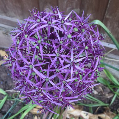 Allium (Species) Purple Flowered Onion