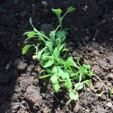 Rock Cress