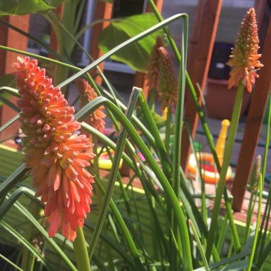 Red Hot Poker