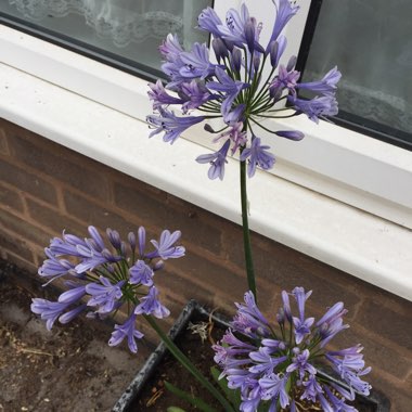 African Lily 'Sweet Surprise'