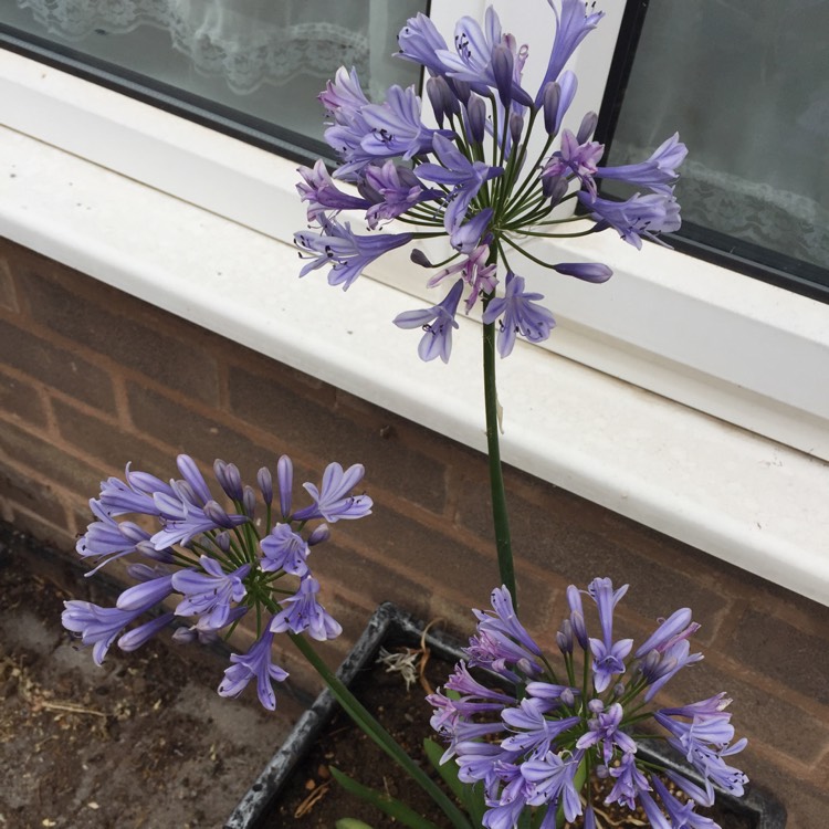 plant image 788108