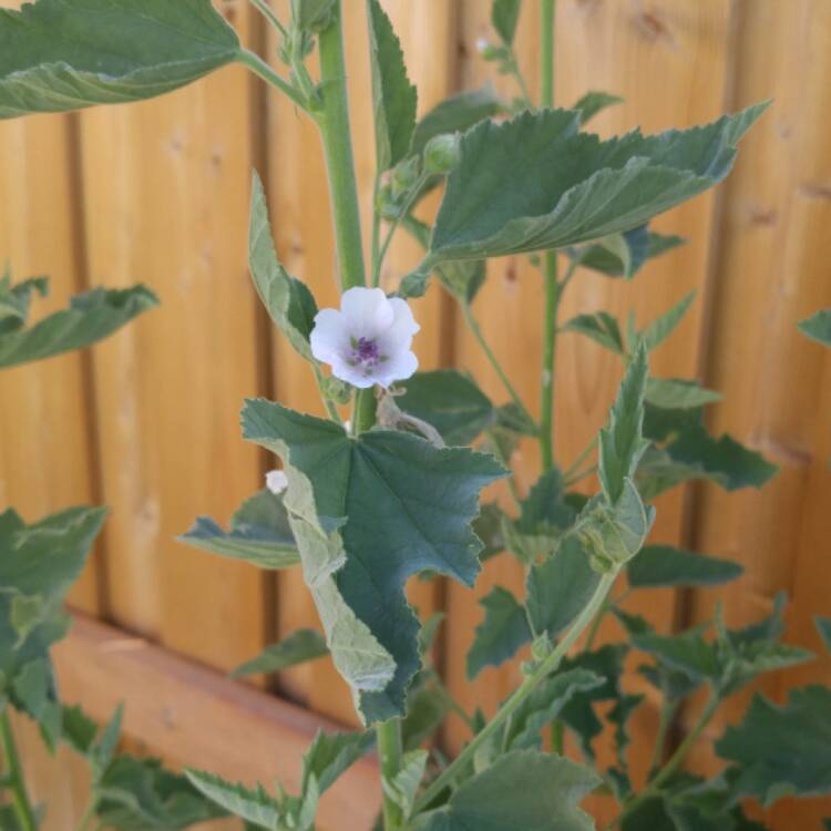 Plant image Althaea officinalis 'Romney Marsh'
