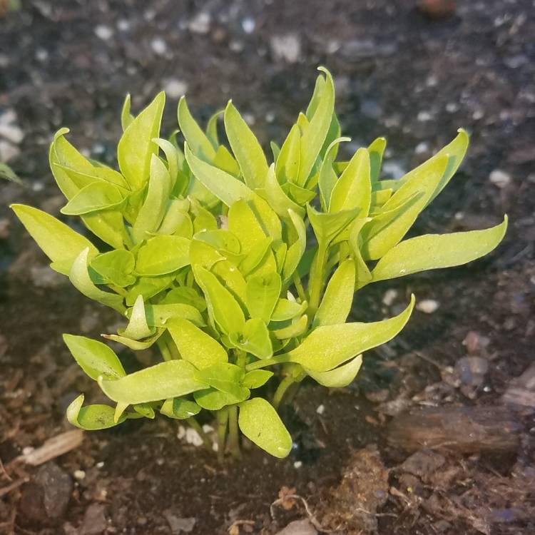 Plant image Capsicum annuum 'Carmen'