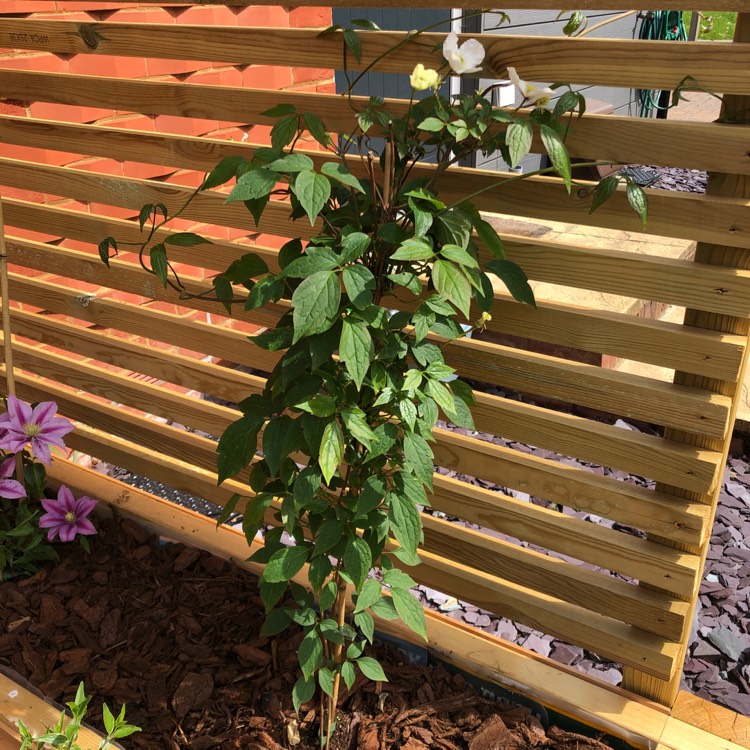 plant image 1487052