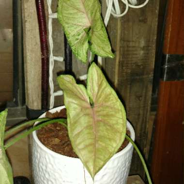 Syngonium podophyllum 'Bronze'