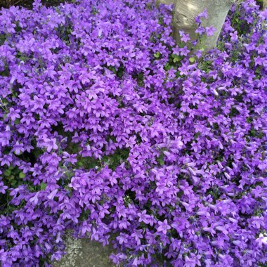 Susan's garden