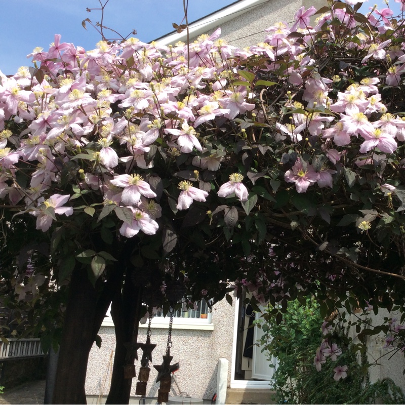 Susan's garden