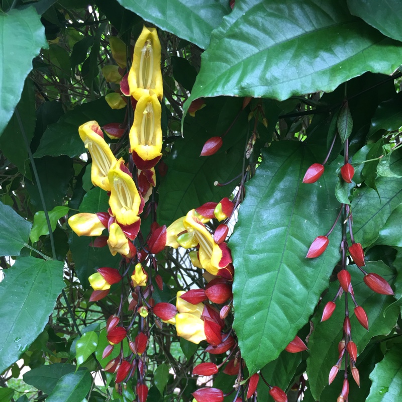 Plant image Thunbergia mysorensis