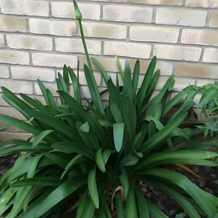 plant image 419351 plant image 419351