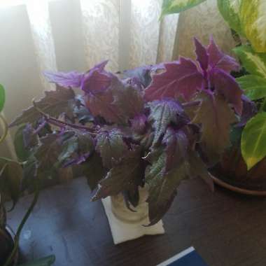 Purple Passion Plant