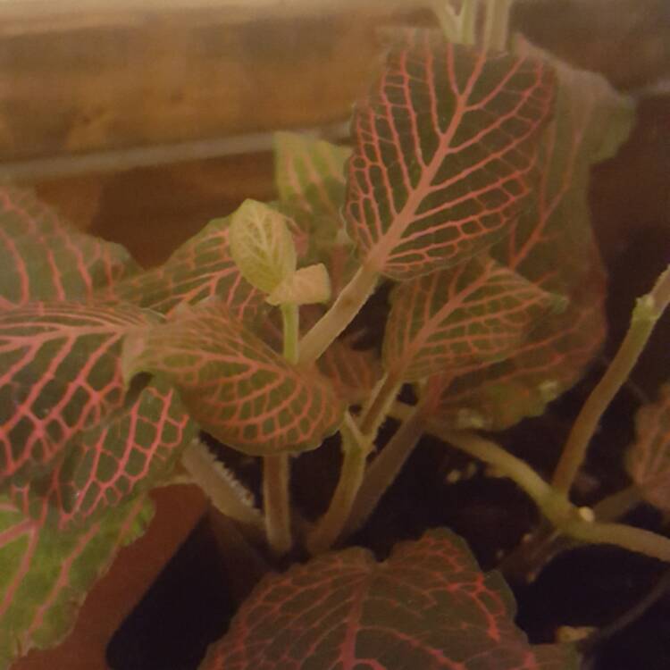 Plant image Fittonia argyroneura 'Red Anne'