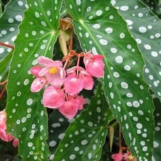 Plant image Begonia grandis subsp. evansiana