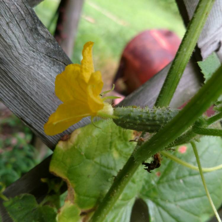 Plant image Cucumis sativus 'Parisian Pickling'