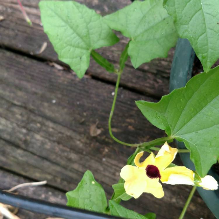 plant image 449458