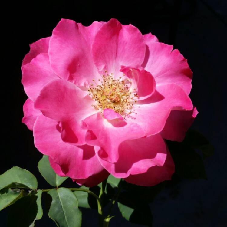 plant image 370618