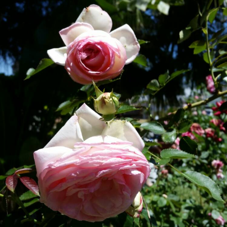 Plant image Rosa 'Meiviolin' syn. Rosa 'Eden Rose 88', Rosa 'Eden Rose 85', Rosa 'Pierre De Ronsard'