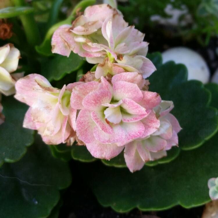 Plant image Kalanchoe blossfeldiana 'Double Flower Variety'