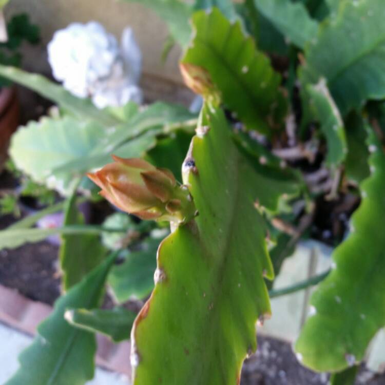 plant image 374972