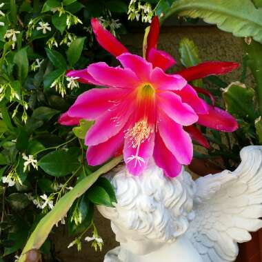 Epiphyllum
