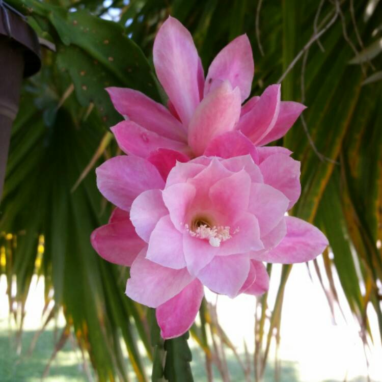 Plant image Disocactus phyllanthoides german empress