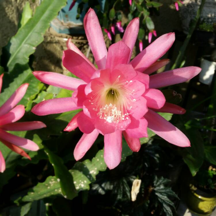 plant image 396477