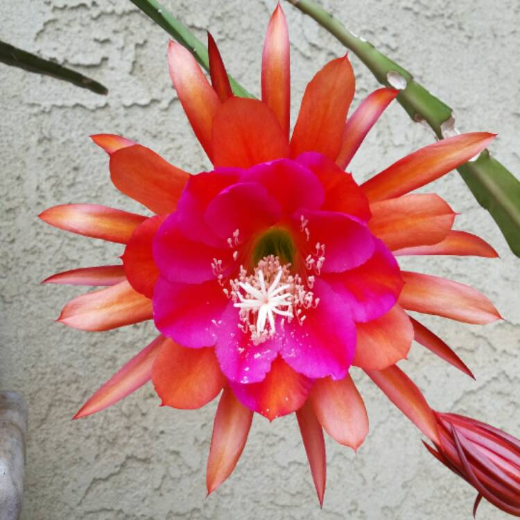 plant image 403841