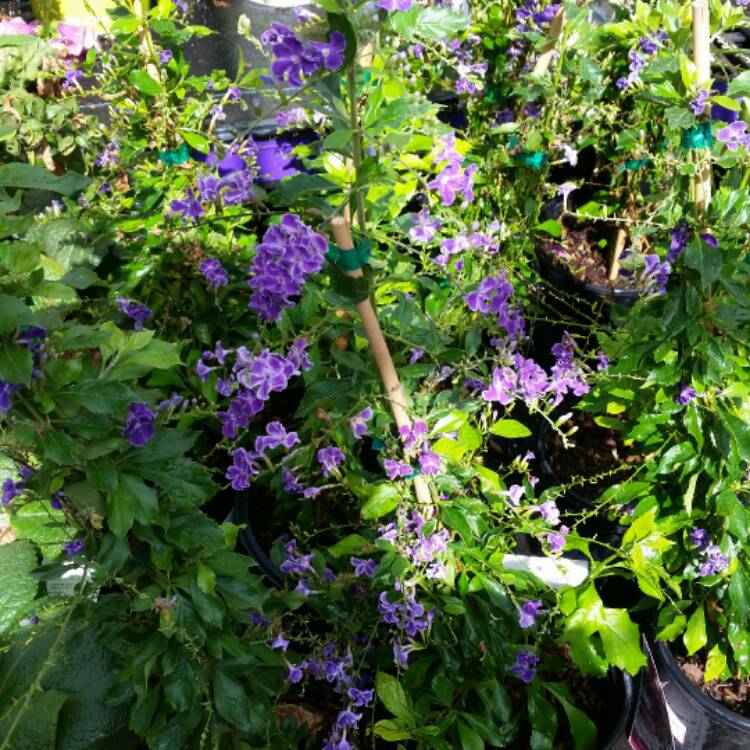 Plant image Duranta erecta 'Sapphire Showers'