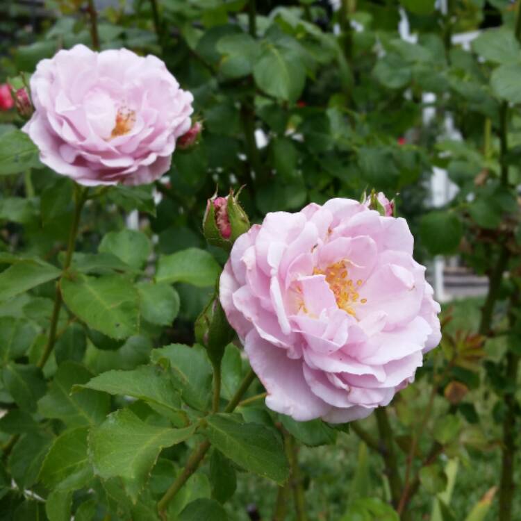 plant image 427615