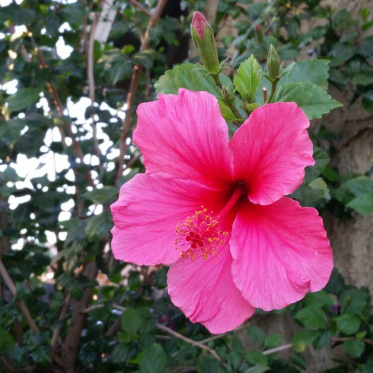 plant image 429826
