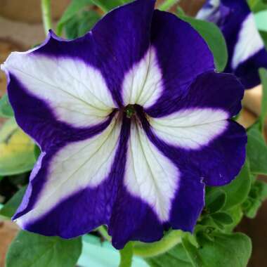 Petunia 'Ultra Blue Star'