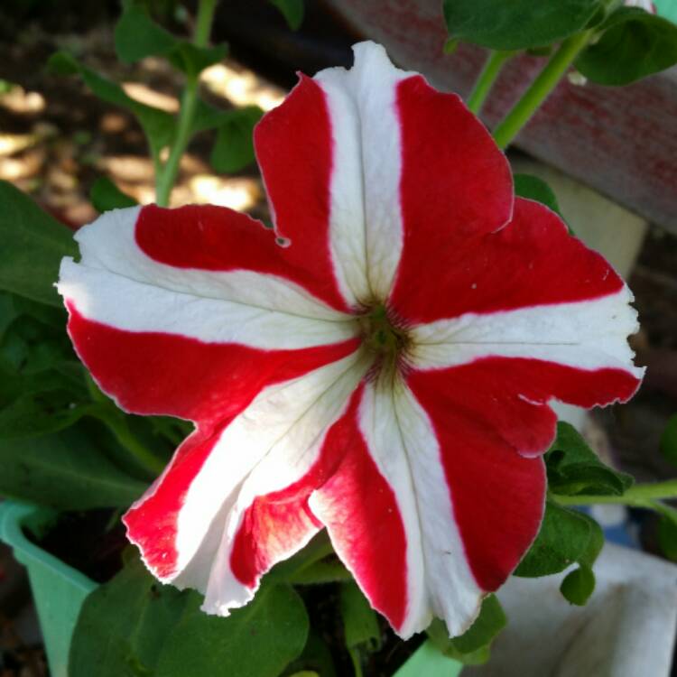 plant image 435300