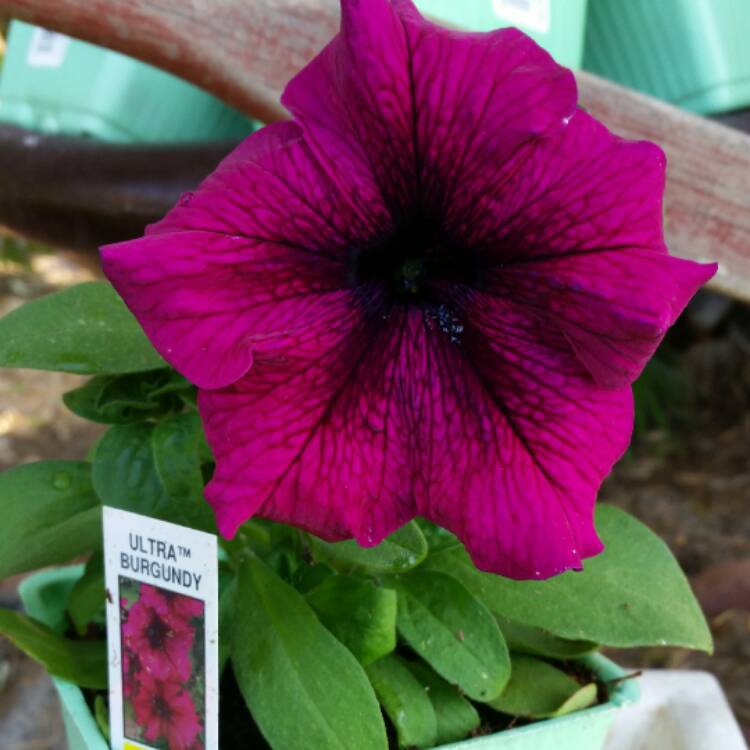plant image 436267