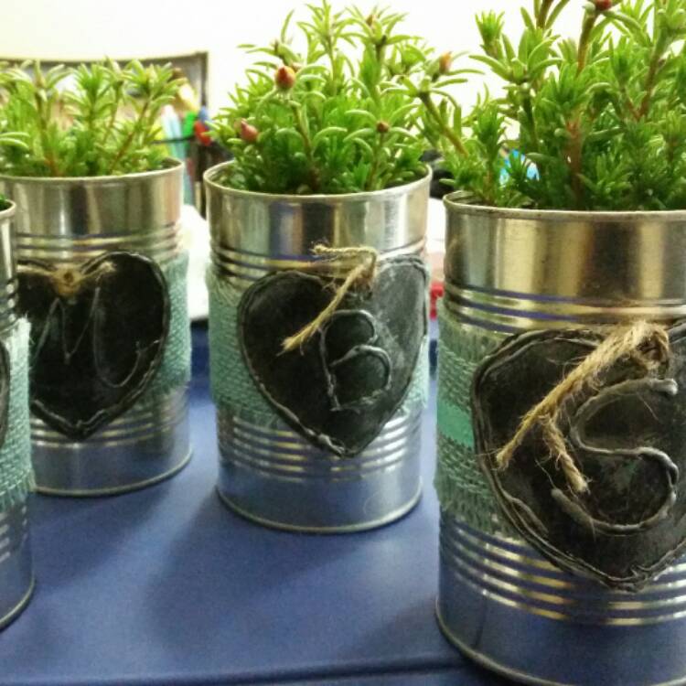 plant image 438481