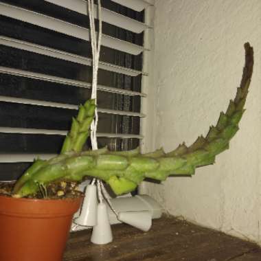 Huernia Schneideriana