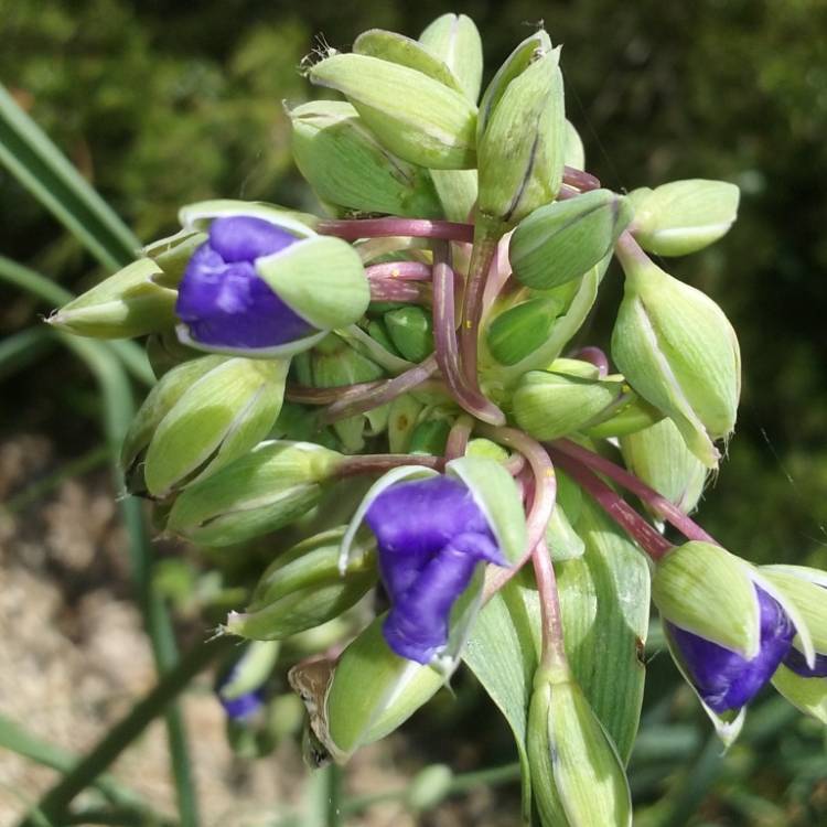Plant image Tradescantia ohiensis