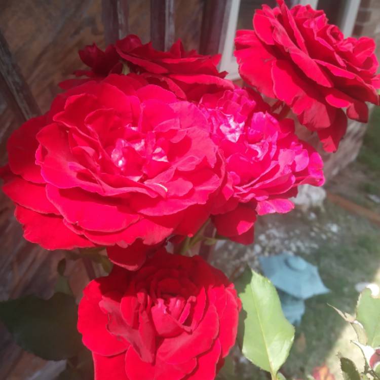 plant image 1075686
