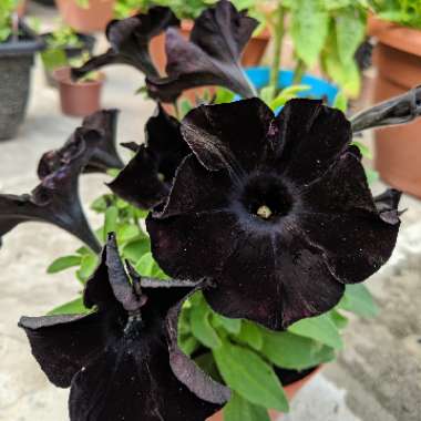 Petunia 'Black Velvet'