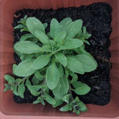 Petunia 'Black Velvet'