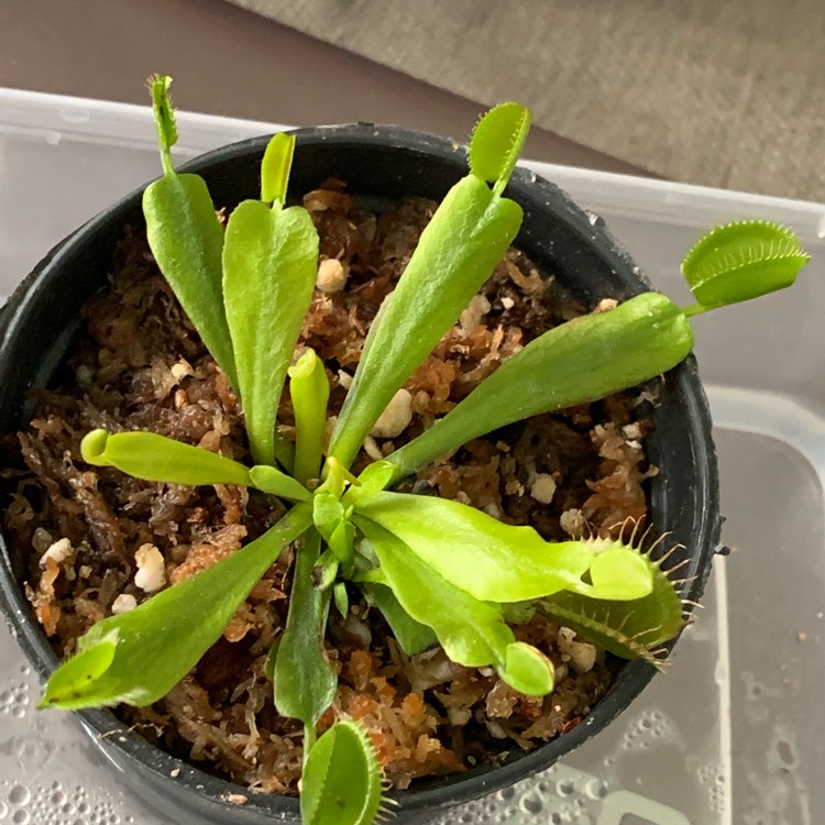 Plant image Dionaea muscipula 'Dente Flytrap'