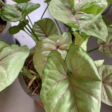 Syngonium podophyllum