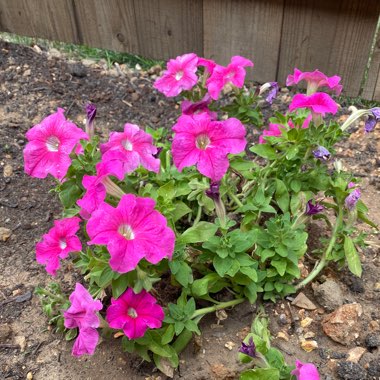 Rosy periwinkle