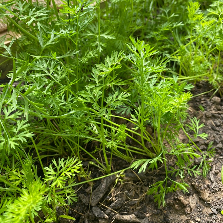 Plant image Daucus carota subsp. sativus 'Rainbow'