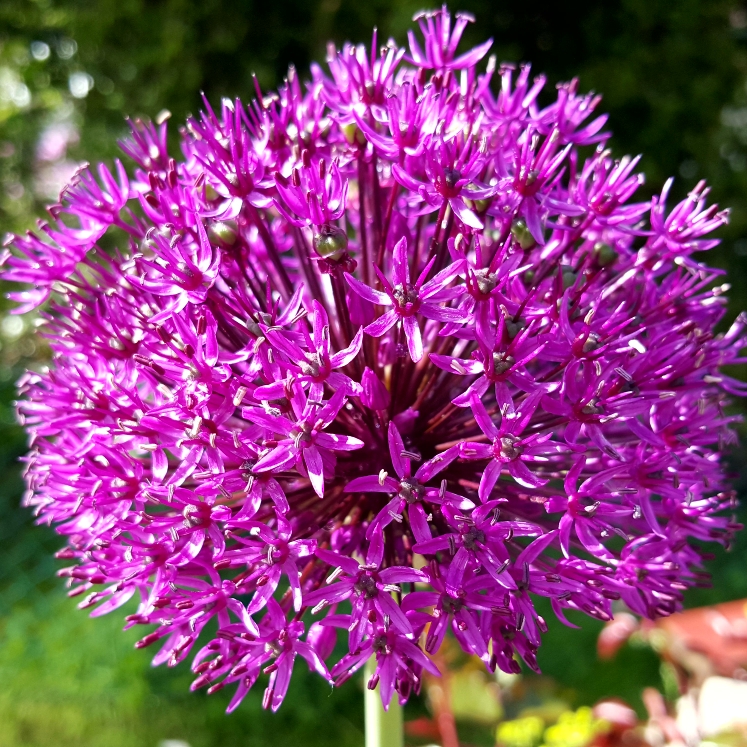 plant image 1060599