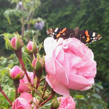 M's garden