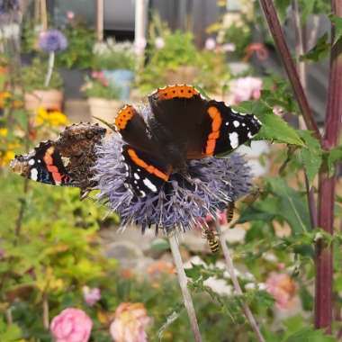 M's garden