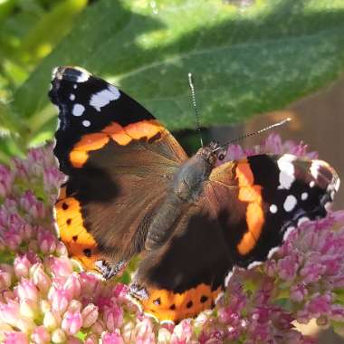 M's garden