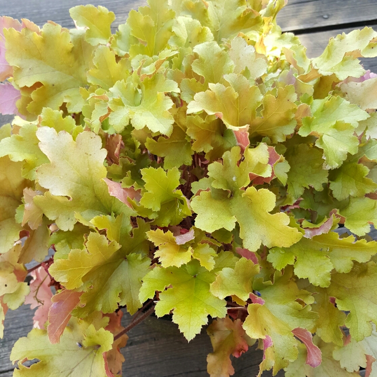 Plant image Heuchera 'Caramel'